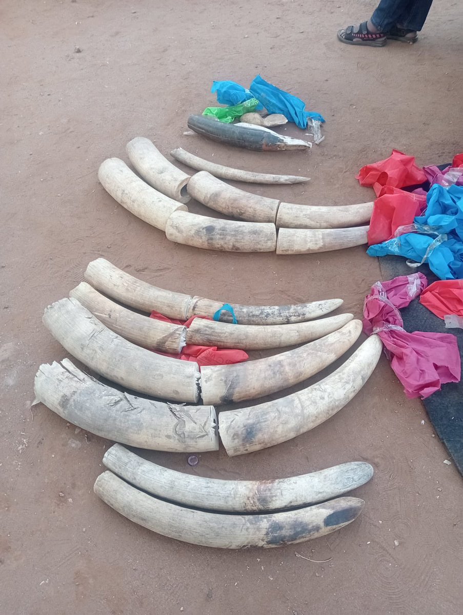 DCI_Kenya's tweet photo. COVERT STING NETS TWO WITH SH11M ELEPHANT TUSKS IN NAMANGA

A multi-agency team comprising officers from the National Police Service (NPS) and the Kenya Wildlife Service (KWS) has netted two wildlife traffickers, seizing elephant tusks worth approximately Sh11 million.

Following a trail of intelligence leads, the team launched a covert operation at Mufassa Hotel, where the traffickers were believed to be closing in on a shadowy deal with a prospective buyer.

There, they found Imani Manasi Msumbwa and Justin Mwalima, both Tanzanian nationals, and Alton Jilaoneka, a Kenyan, lounging as if they were kings on their throne, completely unaware their reign was about to come to an end.

But in a twist of fate, Justin Mwalima made a daring escape at the first sign of trouble, slipping away like a wisp of smoke. The remaining two didn’t stand a chance and were arrested on the spot.

Upon interrogation, they led the officers to their parked vehicles, setting the stage for further revelations. 

A search of a Toyota Mark X, registration number T476 DHS, turned up 20 pieces of elephant tusks weighing a total of  110 kilograms stashed in the boot, while a further inspection of a Nissan Fairland, registration number T305 EFM, uncovered a weighing machine, underpinning the traffickers' meticulous operations.

The suspects were swiftly escorted, along with the impounded motor vehicles and exhibits, to Namanga Police Station, where they are undergoing processing pending arraignment.

This interception serves as a powerful reminder of the Government’s commitment to combating wildlife trafficking through robust multi-agency collaboration and intelligence-led operations, to protect our natural resources and endangered species.

#FichuaKwaDCI. Call 0800 722 203 (Toll-free) or WhatsApp at 0709 570 000 to report anonymously. Usiogope!