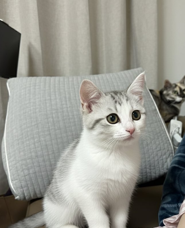 똥글이 아기일 적 모습을 못봐서 제미나이에게 그려달라고 해봄.