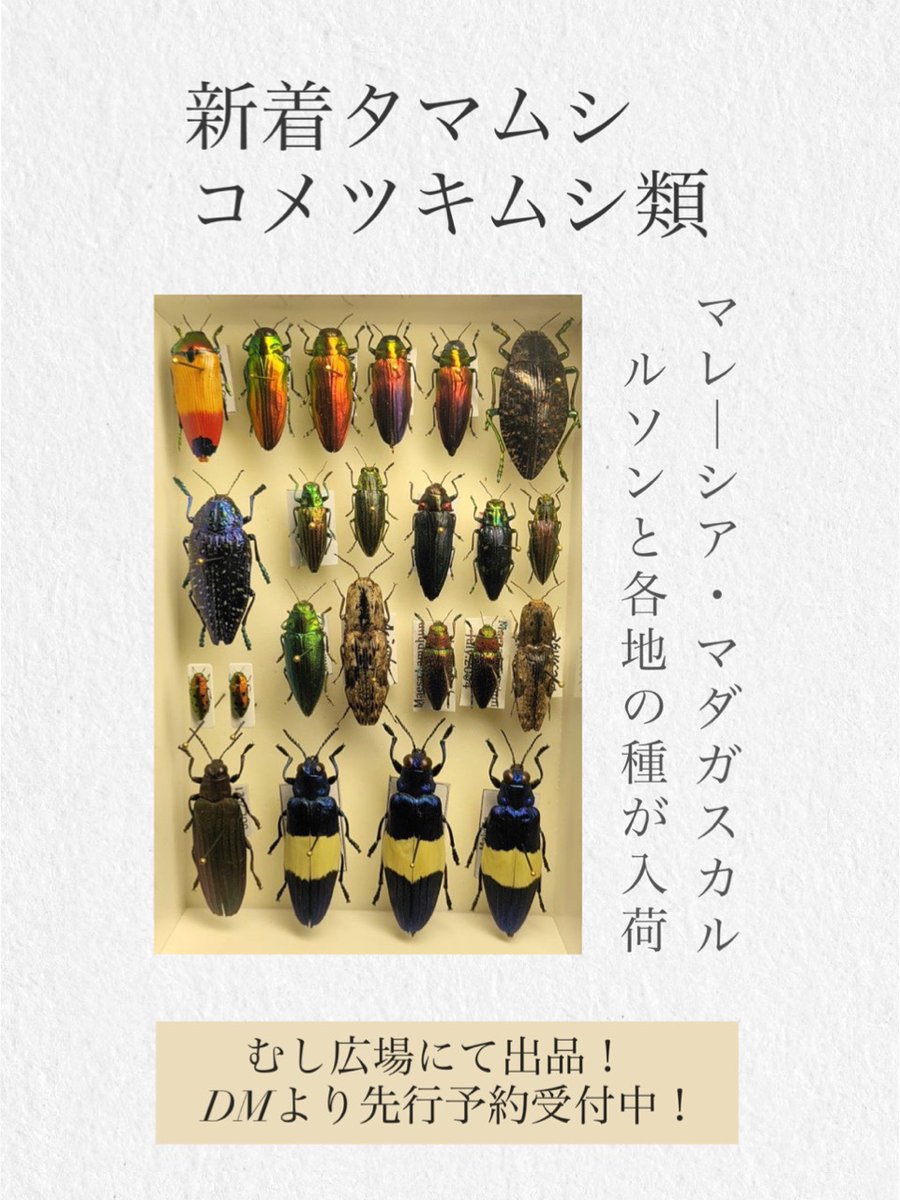 アキ 貴重 ウミアメンボ 標本 2匹 全てが桁違い」 20万円かけて“とんでもない虫”買ってみた 見たことない