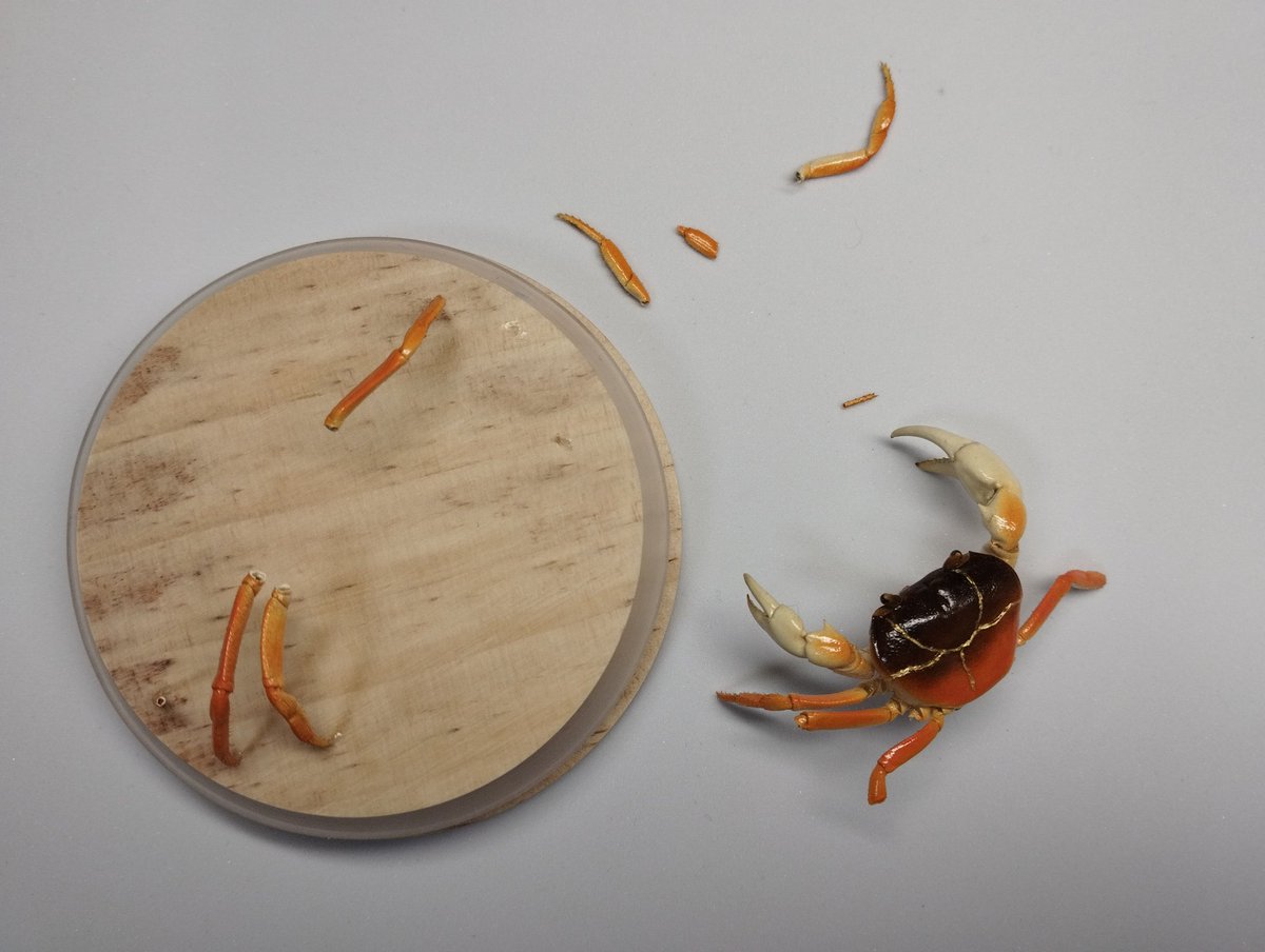 剥製 新品)Kenko (ケンコー) ZXII (ゼクロスII) プロテクター 77mm（商品ID