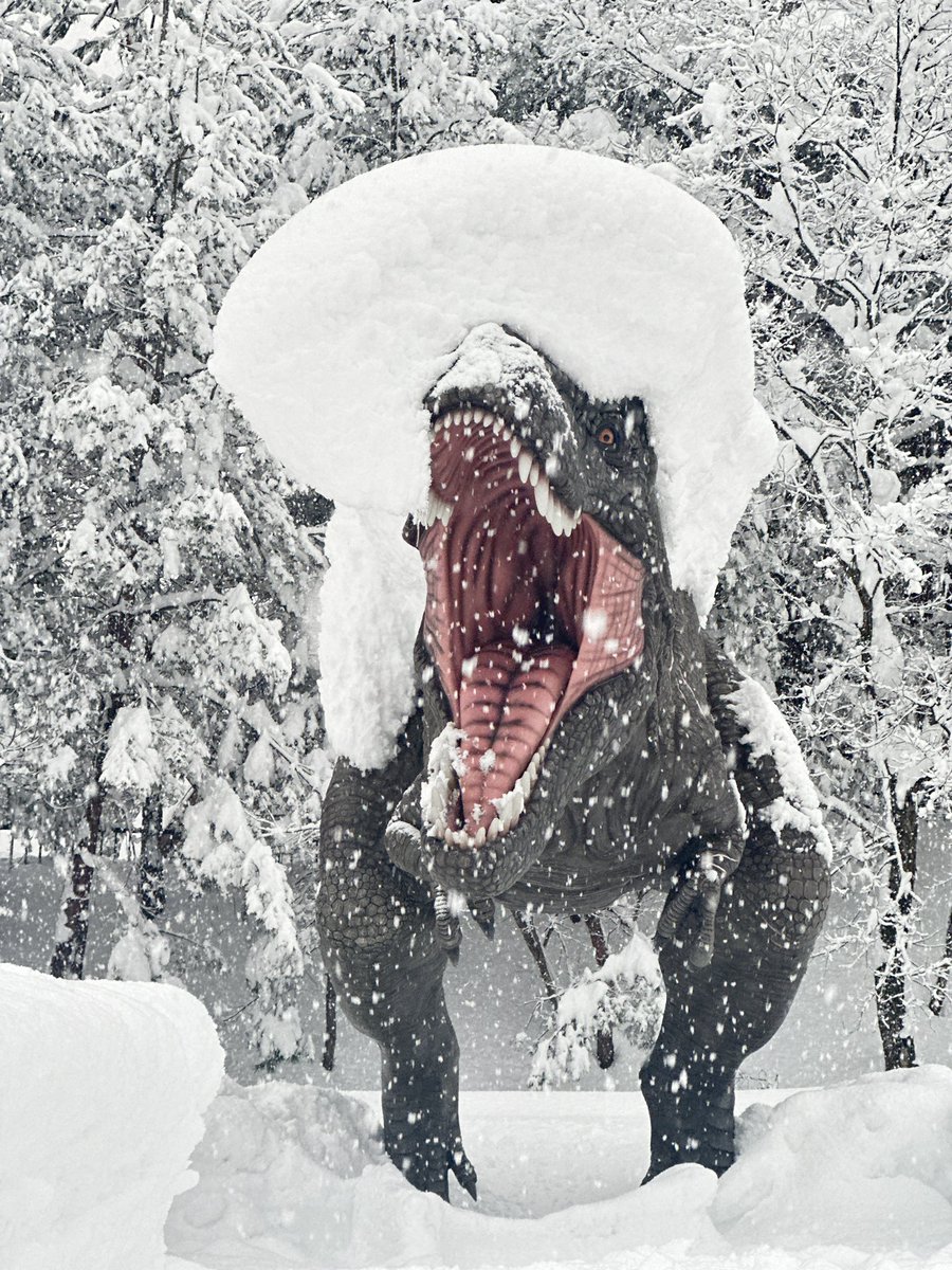 FukuiDinosaurs's tweet image. 本日も雪の中、来館いただき、ありがとうございました！
大雪は峠を越えたとのことですが、まだまだ博物館周辺の積雪は多く、路面にも雪があります。
安全運転でお帰りください🦖

公式HPで案内しているとおり、1/26（月）〜29（木）は、メンテナンス作業のため臨時休館となります🏛️