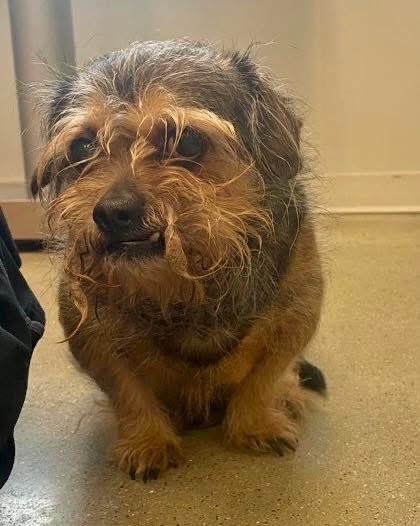 Lucius found his way to an impound as an owner surrender. The family had him since he was a pup but unfortunately, the children in the home were becoming too rough for Lucius. So, they felt it was best if he found a new home without children. 

We told that Lucius is a purebred