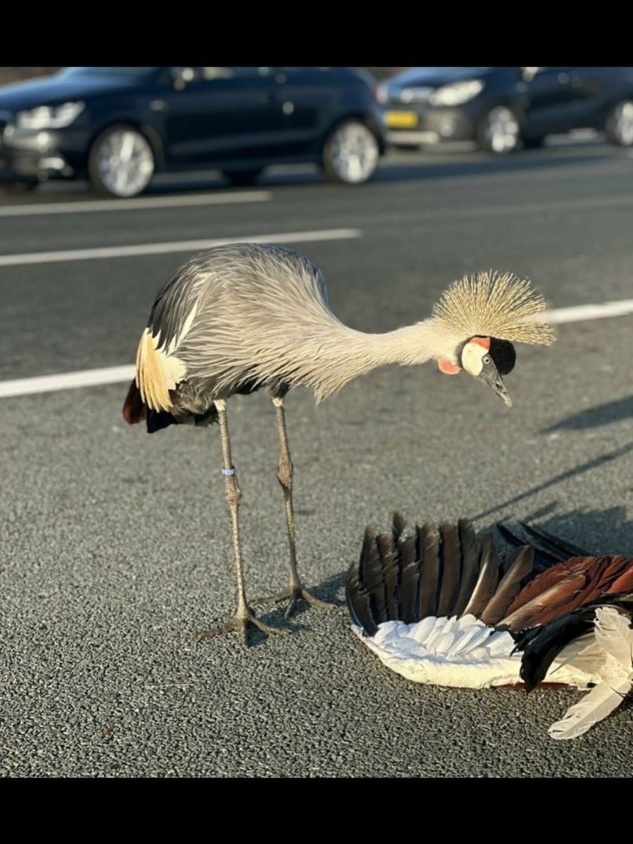 Deze foto is van gisteren. Toen de kraanvogel stond te rouwen om z’n overleden partner. Kraanvogels zijn heel hecht en leven in paren. 

💔