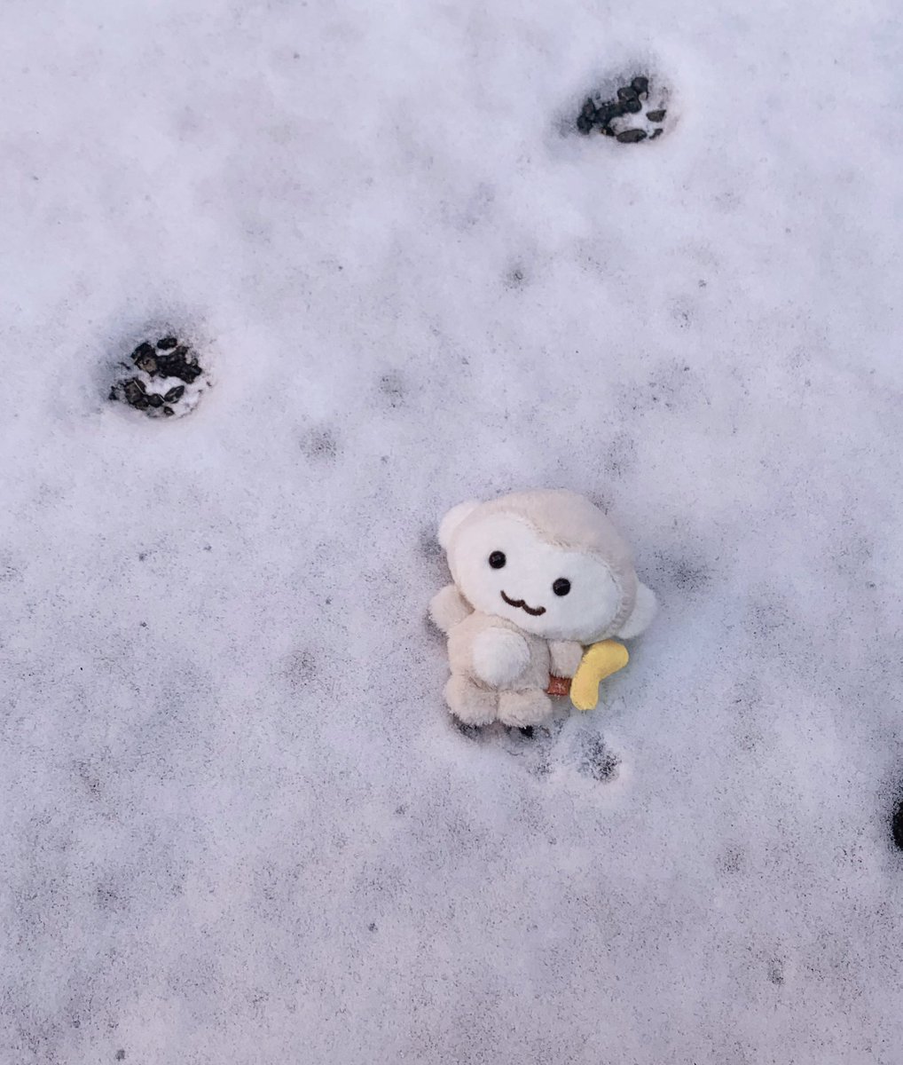 핑루 ✩ tweet media