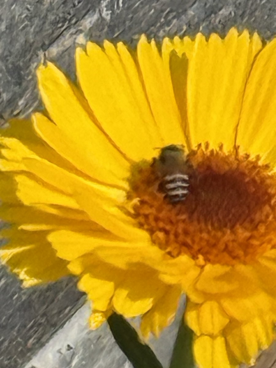 Any chance I can get some honey?
After all the flower is mine.