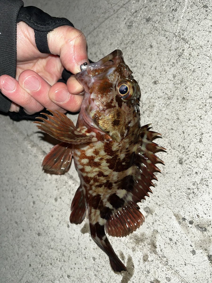 rnEUw75qGk3Dogg's tweet photo. 20時〜23時
カサゴはいくらでも釣れる
メバルは釣れない、いないのかな
アジアダー
JUNZOセレクトUVブルーGS
24FINEZZA PROTOTYPE GFINPS-722L-S
#オリムピック #OLYMPIC #FINEZZA #22ステラ #レイン https://t.co/HZxCdXnq1I