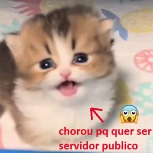 perfil dedicado a gatinhos e peitos (@odeiootaco) on Twitter photo 