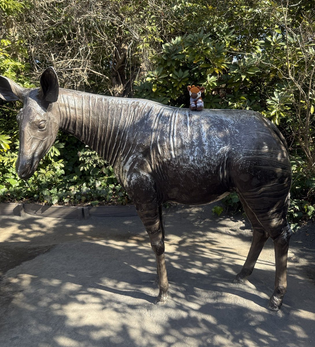 T_usayuki's tweet image. 今日のお供はタピーとロピー😆

#ZOORASIA #オカピ #takeoff #ぬい活 #ぬい撮り #ぬいぐるみは仲間で家族 #ぬいぐるみ好きさんと繋がりたい