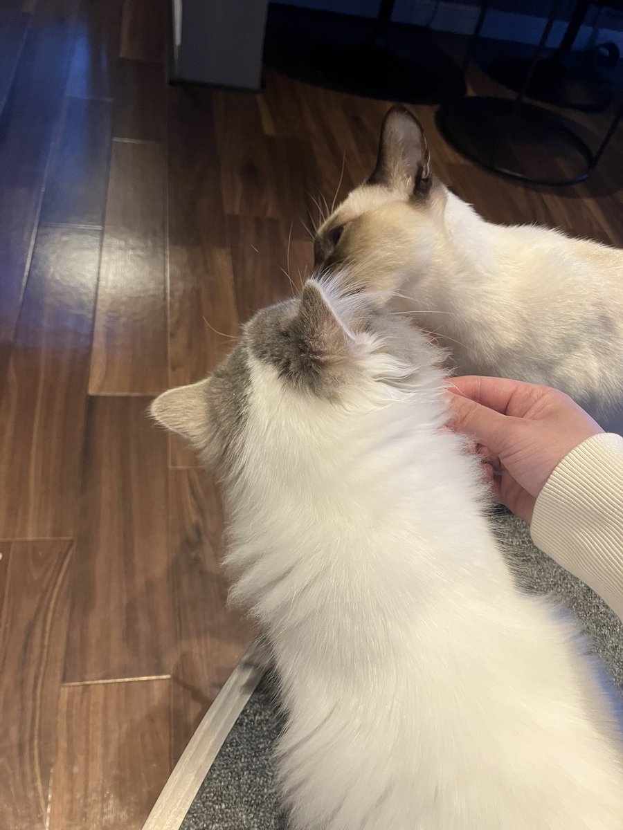 morikumaDBD's tweet photo. 猫カフェNow🐈 https://t.co/GdsOx7de90