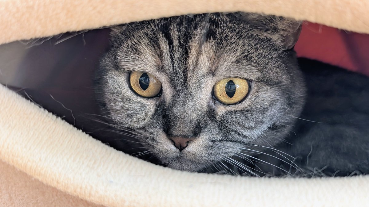 ねこさん⚡(ΦωΦ) (@catnap707) / Posts / X