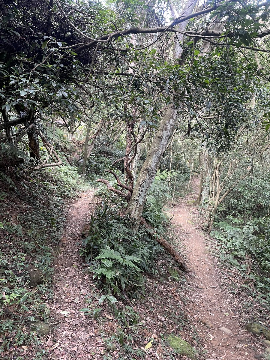 Mischeif 蜜絲雪芙 😈✨ tweet media