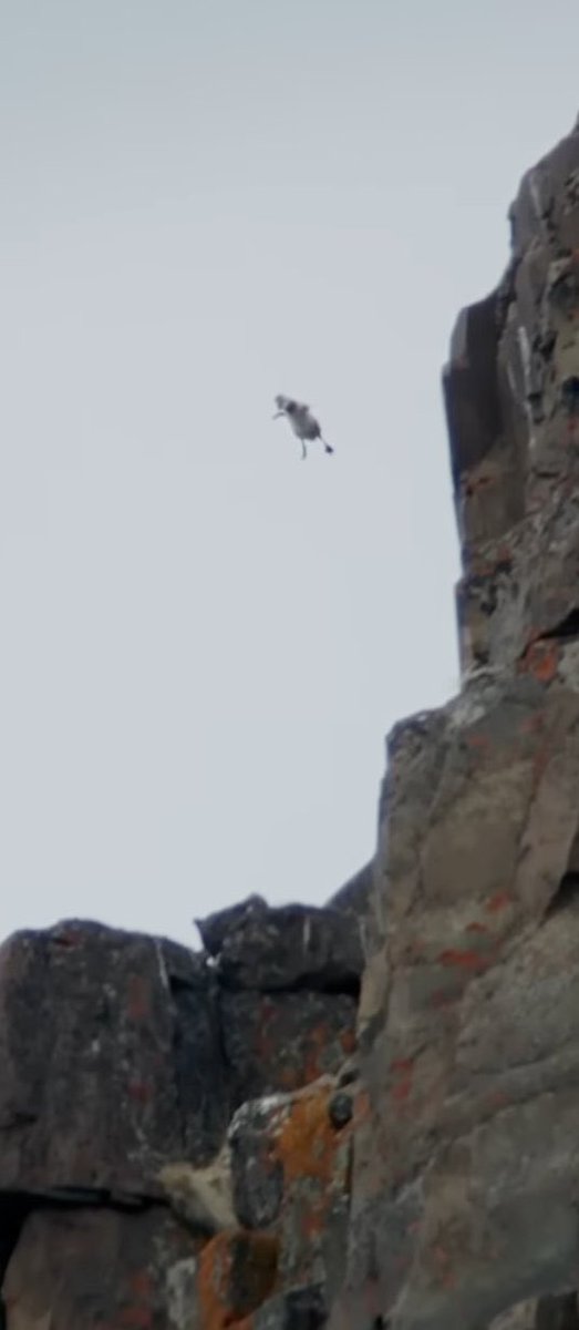 $trust bro it’s not dead