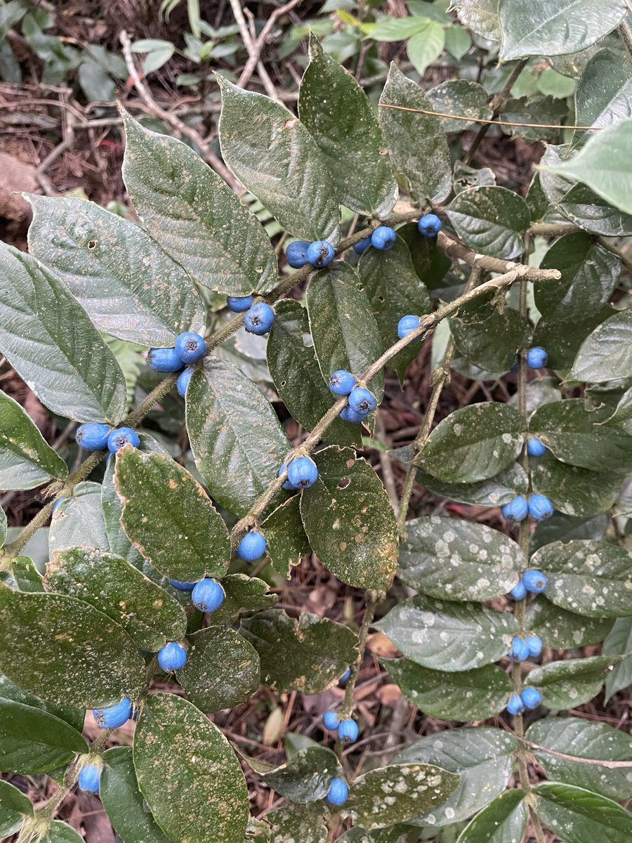 Mischeif 蜜絲雪芙 😈✨ tweet media