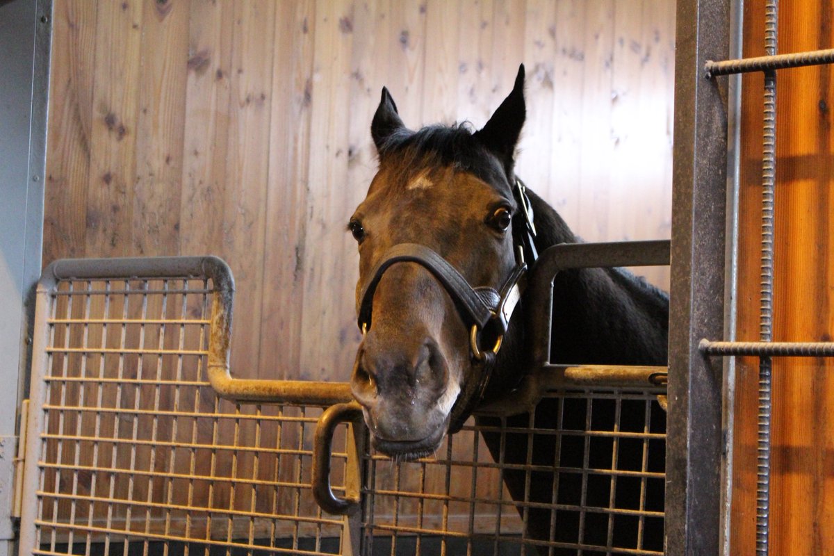 スージー (@deepimpactfan25) / Posts / X