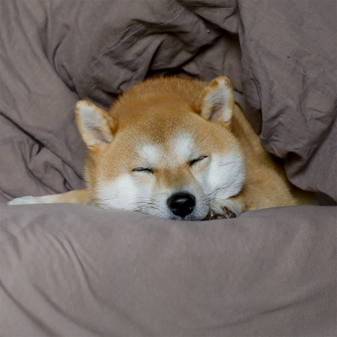 今月もお疲れさまでした。 #柴犬 #豆柴 #犬のいる幸せ