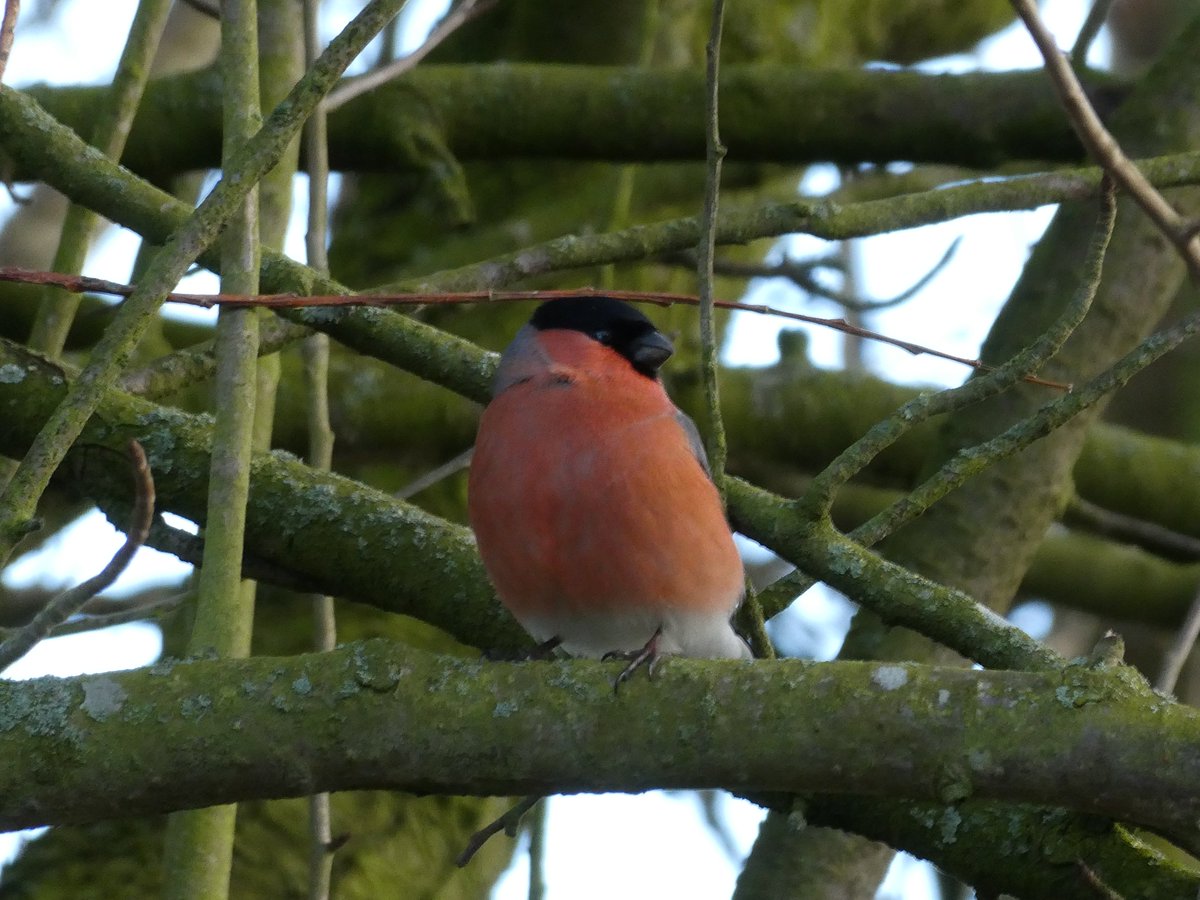 Nature photographer & professional dawdler Isla tweet media