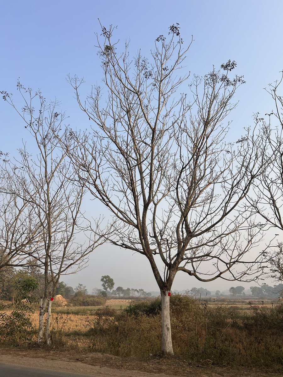 ପତ୍ରଝଡ଼ା ଦେଇଛି ବାସ୍, 

ବର୍ଷାର ଅଭିସାରରେ ପୁଣୀ ଘୋଡ଼ିହୋଇଯିବି ପତ୍ରଗୁଛର ସାଗୁଆ ଚାଦର!  

ଭାବିଲୁକି ବନିଗଲି ଶୁଷ୍କ-ଦ୍ରୁମ ଟିଏ?