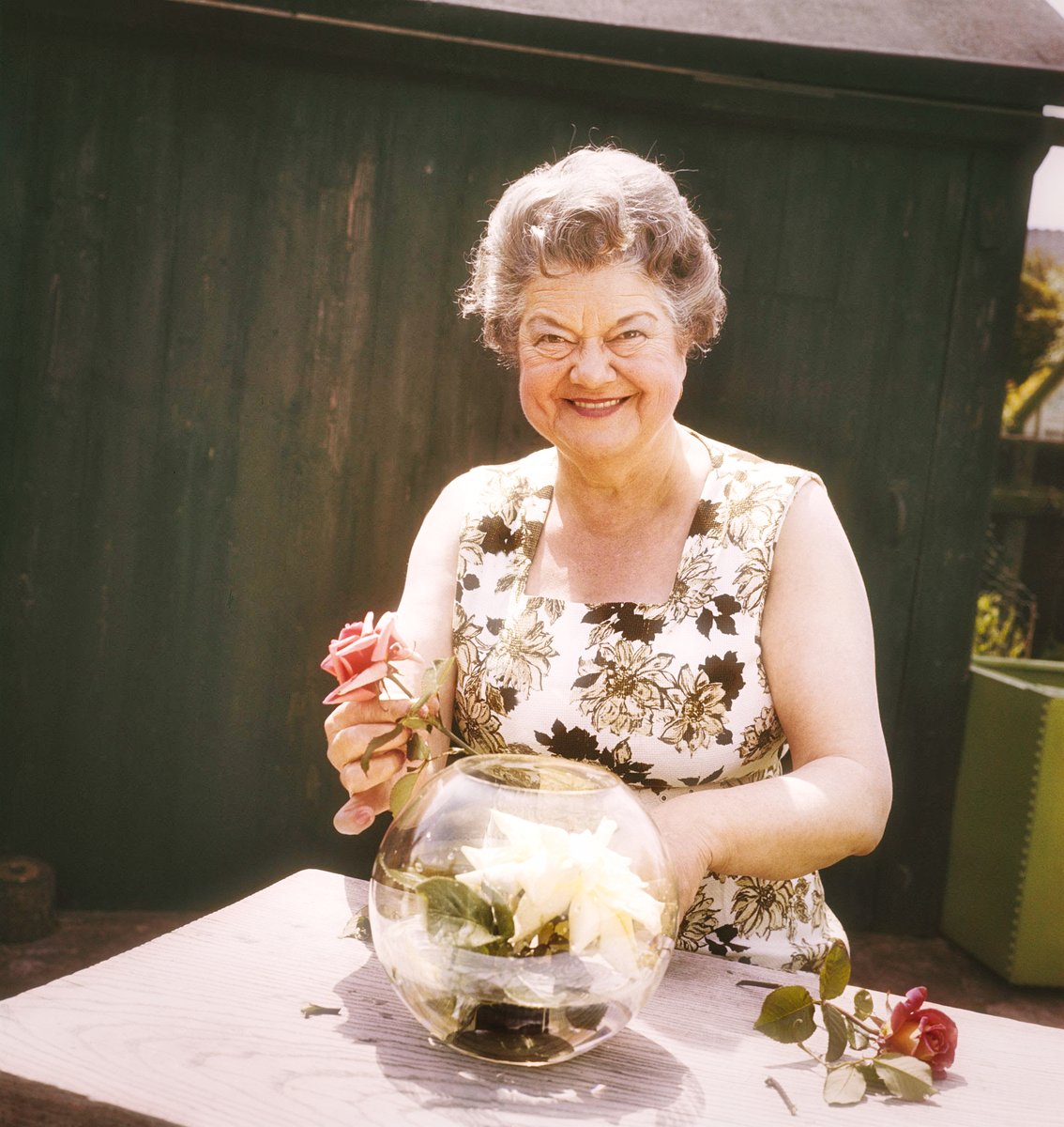 DavidAtOneLeft's tweet photo. @archivetvmus71 Perhaps Ena was the ultimate custodian of a vanishing time. New Zealand rose breeder Sam McGredy (1932–2019) honoured Violet with the 'Violet Carson' rose. In Alan Moore's V for Vendetta, the same rose became a poignant symbol. The 'V' starting letter was a perfect fit. https://t.co/z0HcVaaHwI