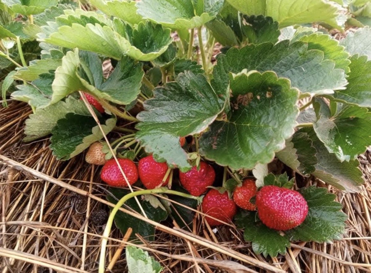 sere_aida's tweet photo. C’est la période des fraises à Ouagadougou 😊. Elles sont fraîches et prêtes à être consommées.
Pour vos besoins personnels ou professionnels, nous assurons aussi l’exportation.
Contactez moi au +226 74737744
@ProdubioCongo @AmaniConstruire @Agronomme_ @agridigitale1 https://t.co/Dit3cTICx6
