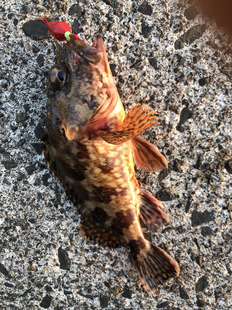 今年初めの釣り🎣