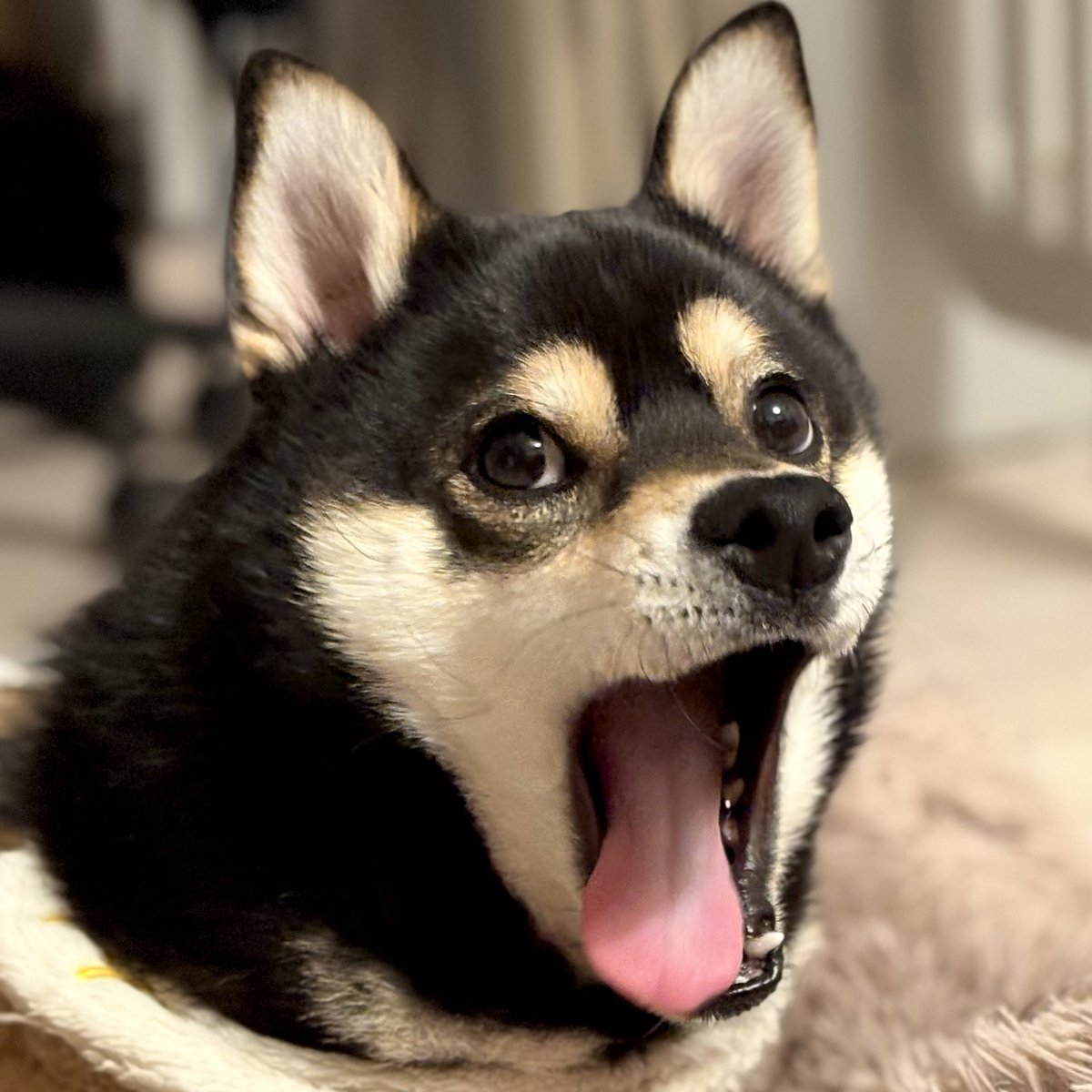 パテラの黒豆柴はな🐾 (@pateraHANA) / Posts / X