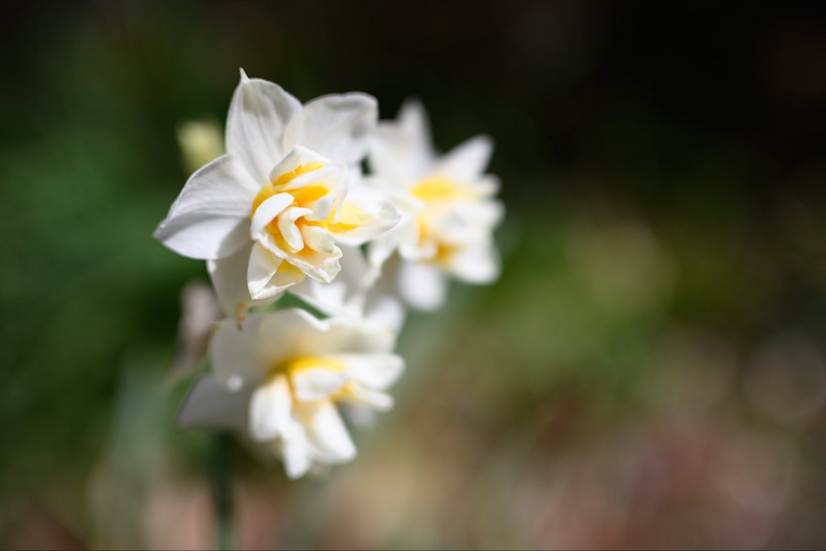 今日もお疲れ様でした #TLを花でいっぱいにしよう