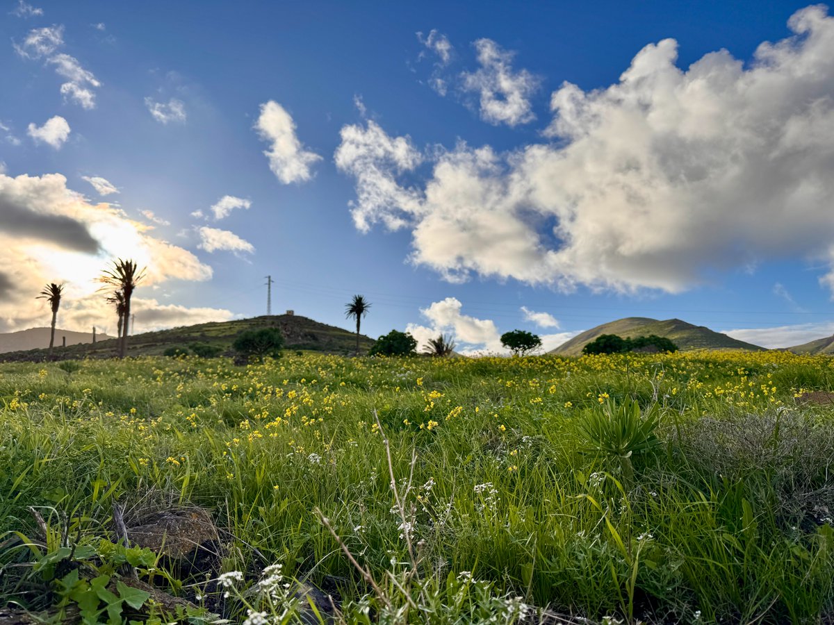 We're out hiking today to try to get more photos of the wildflowers that only spring up here in Lanzarote every ten years or so and after heavy rain.
