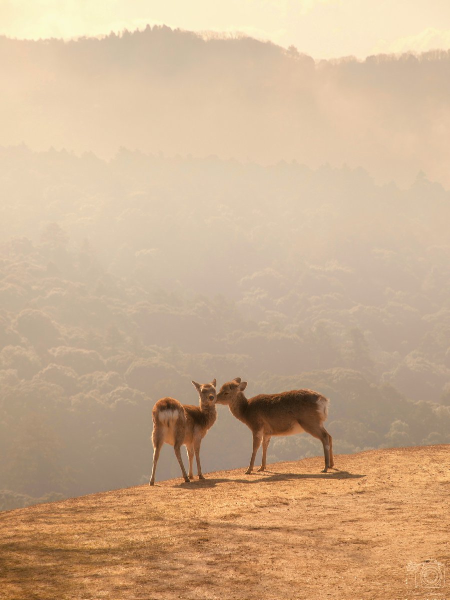二頭の吐息が、若草山の朝霧に  溶けてゆく。