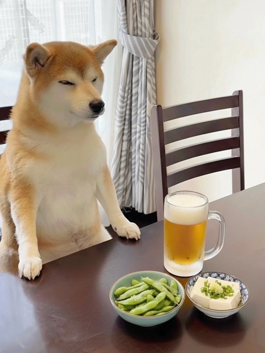 柴犬·͜·♡もも (@momonosekaiii) / Posts / X