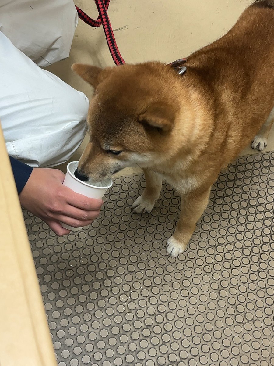 きゅう。 tweet media