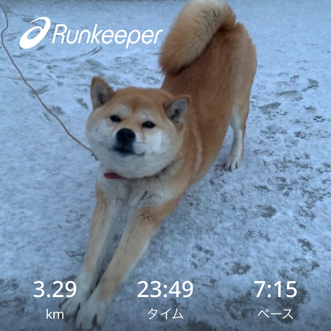Adamayto's tweet photo. 今日の散歩🐕 https://t.co/vye06sH9T8