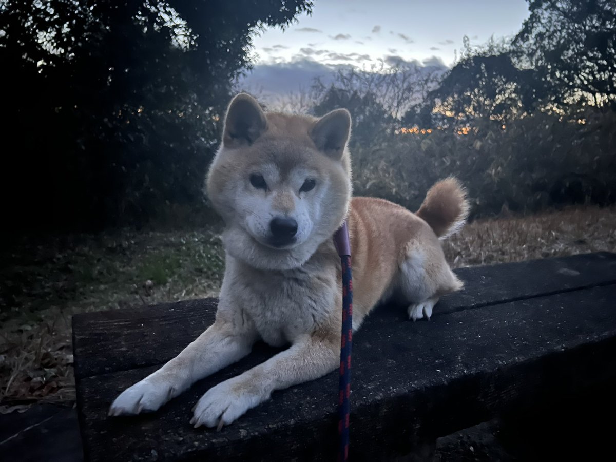 daigo_nara's tweet photo. 最近は暗くなるのが早いですね☀️
中々おやつに夢中でカメラに向いてくれなかった…📷

#柴犬 #しばいぬ #犬好きさんと繋がりたい #shiba #shibainu https://t.co/asvYfQw6IO