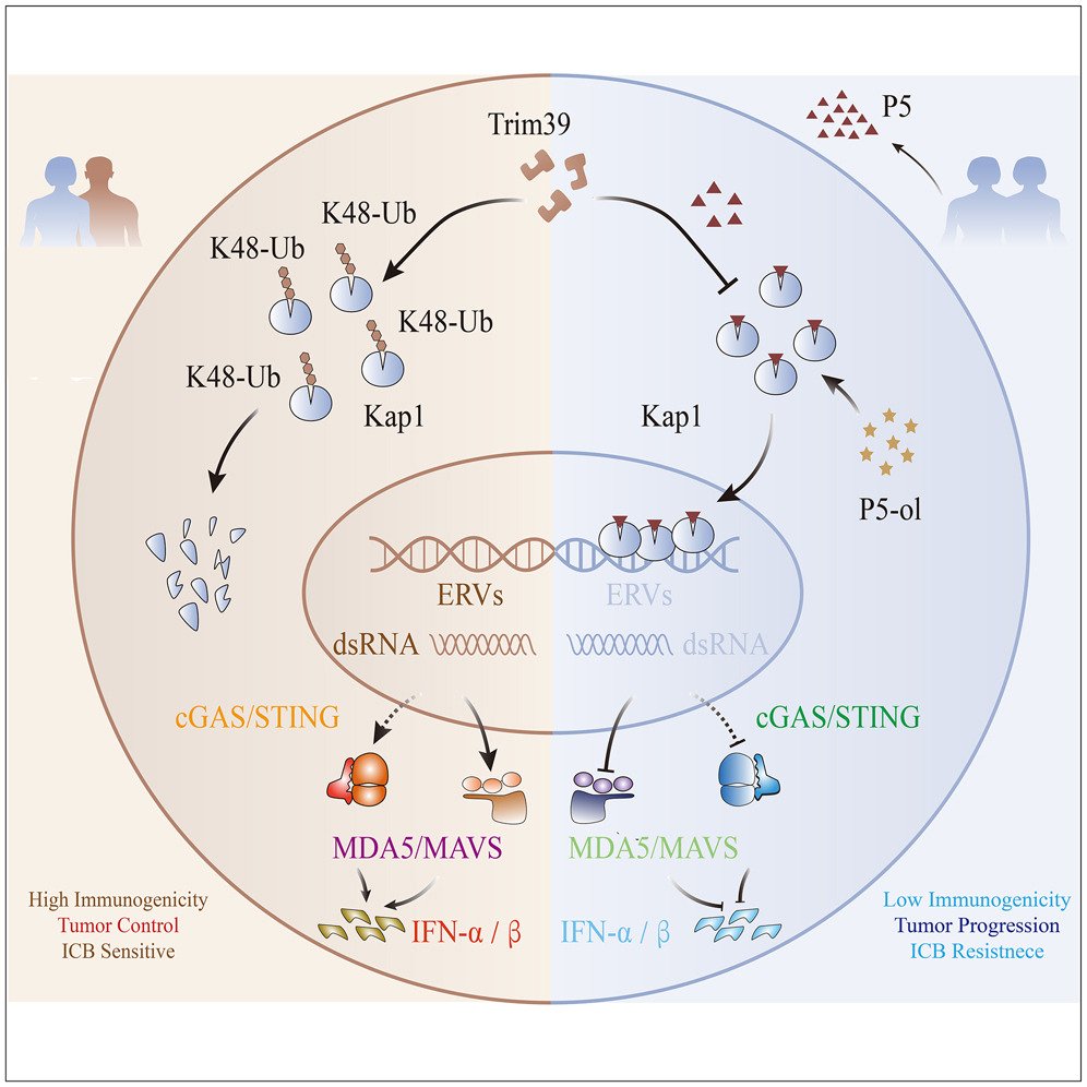 MicrobesInfect's tweet photo. Pregnenolone promotes immune evasion through blocking endogenous #retrovirus expression.
Sexual abstinence promotes #tumor progression by inducing #pregnenolone production. Pregnenolone facilitates the formation of H3K9me3 to suppress #ERV replication.
https://t.co/2oWbZpOS9Y https://t.co/dqny3XuBuc
