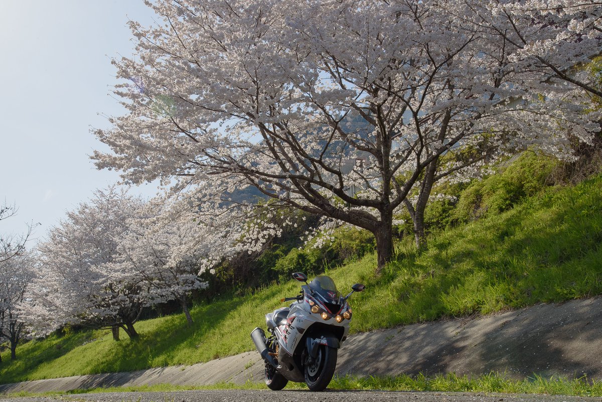 寒いので桜の画像でTLを埋めよう #kawasaki #zx14R #六眼魔神