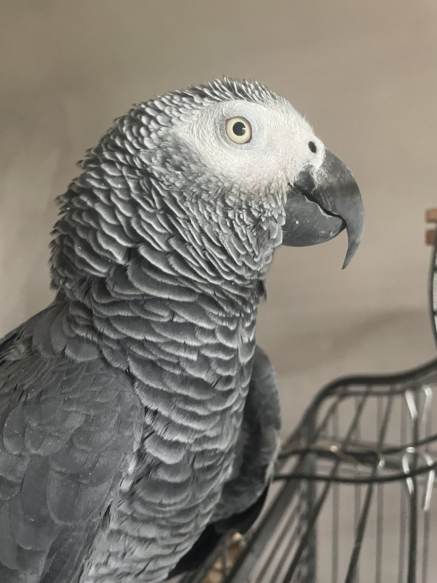 Saint Stanley Parrot OBE CPP 🦜 tweet media