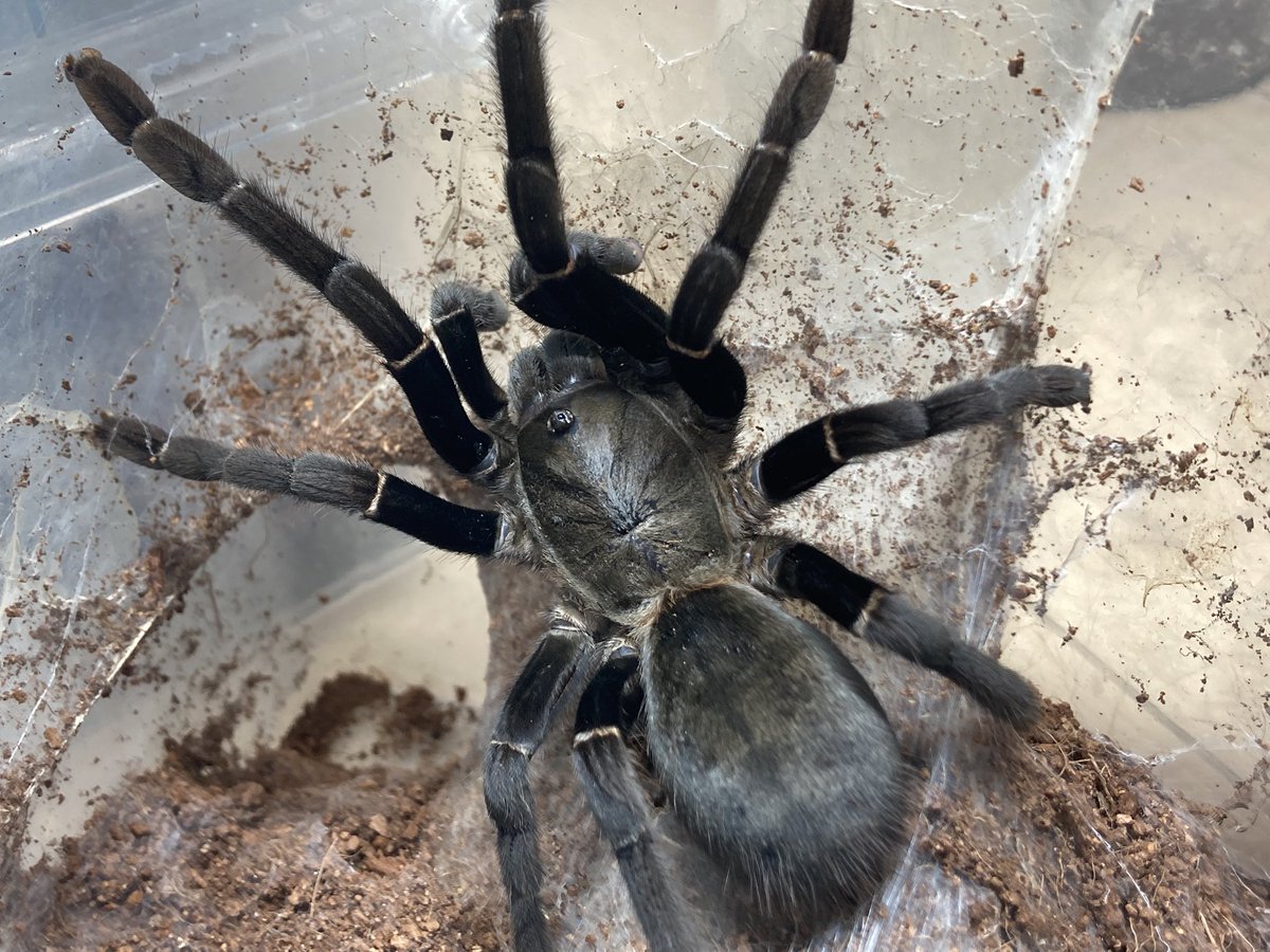 さっちゃん🐛🦂🕷 (@BugsLife3939) / Posts / X