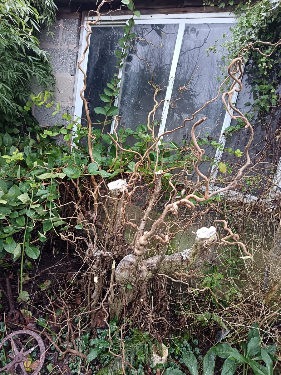 Rosemary Cottage Hook NGS tweet media