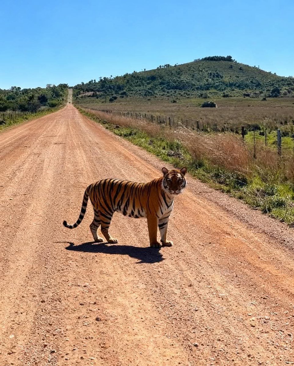 En San juan Bautista, Misiones, un fulano tiene tres de estos… uno se le escapó no se si ya lo agarraron de vuelta, feroz pelotudo el fulano