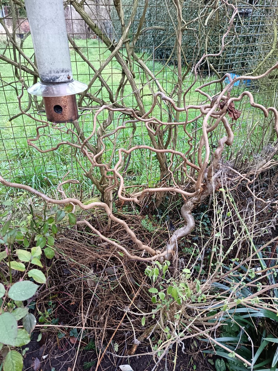 Rosemary Cottage Hook NGS tweet media