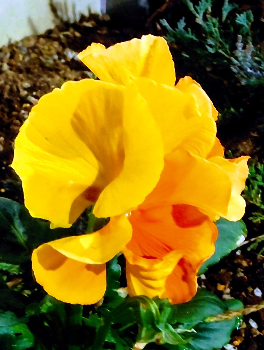 とても不安や心配な思いで辛いはずなのに無理して笑う。
そんな人に何て言葉をかけたら？
見つからなくて、その気持に気づかないふりして合わせて笑う😢

暫く落ち着くまで低浮上になります🙇
皆様にとって穏やかな日々が続きますように😊

#元気に咲く花