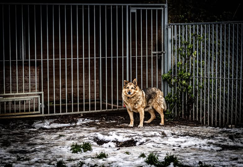 ❤️ ĶEPU ĶEPAINĪŠI CIEMOS AICINA 

Vai zināji, ziema ir pats labākais laiks, lai adoptētu jaunu labāko draugu. Auksti ārā? Bet tieši domas un darbi palīdz iesildīt gan prātu, ķermeni un galvenais - dod māju sajūtu kādam ķepainītim. ❤️Protams, lēmumam,  ...
facebook.com/photo/?fbid=13…