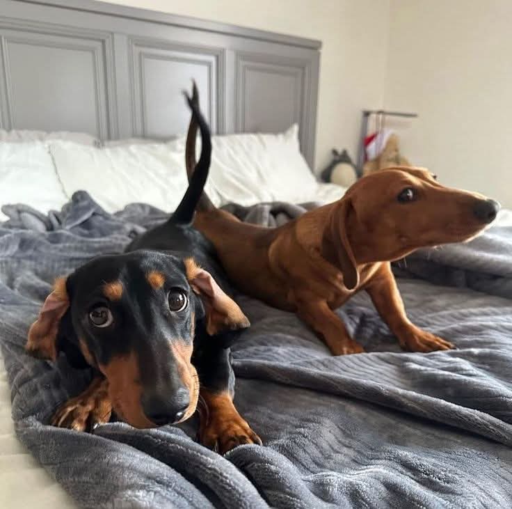 Dachshund__Love's tweet photo. How beautiful! 😍 https://t.co/dprpMad2iO