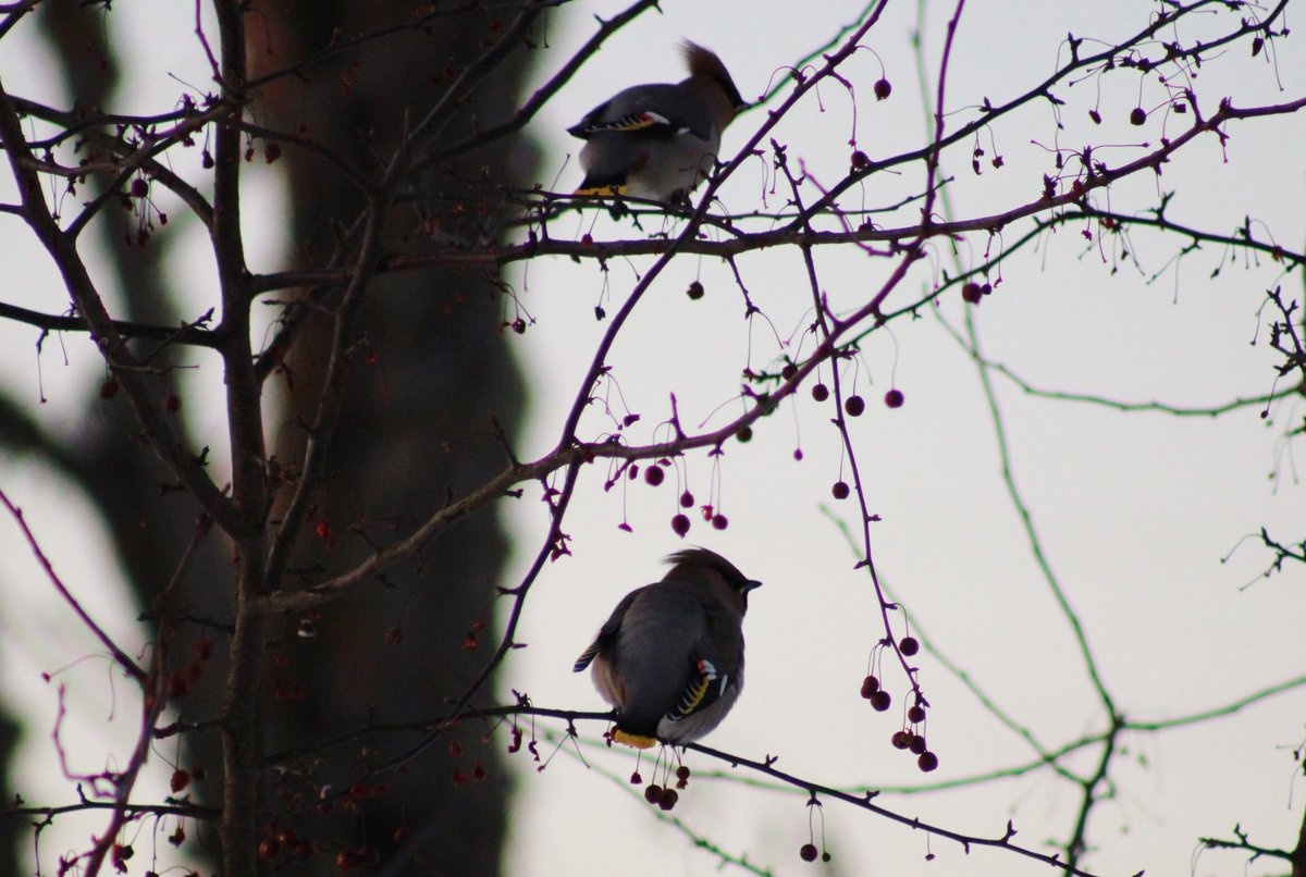 Inese Zepa tweet media