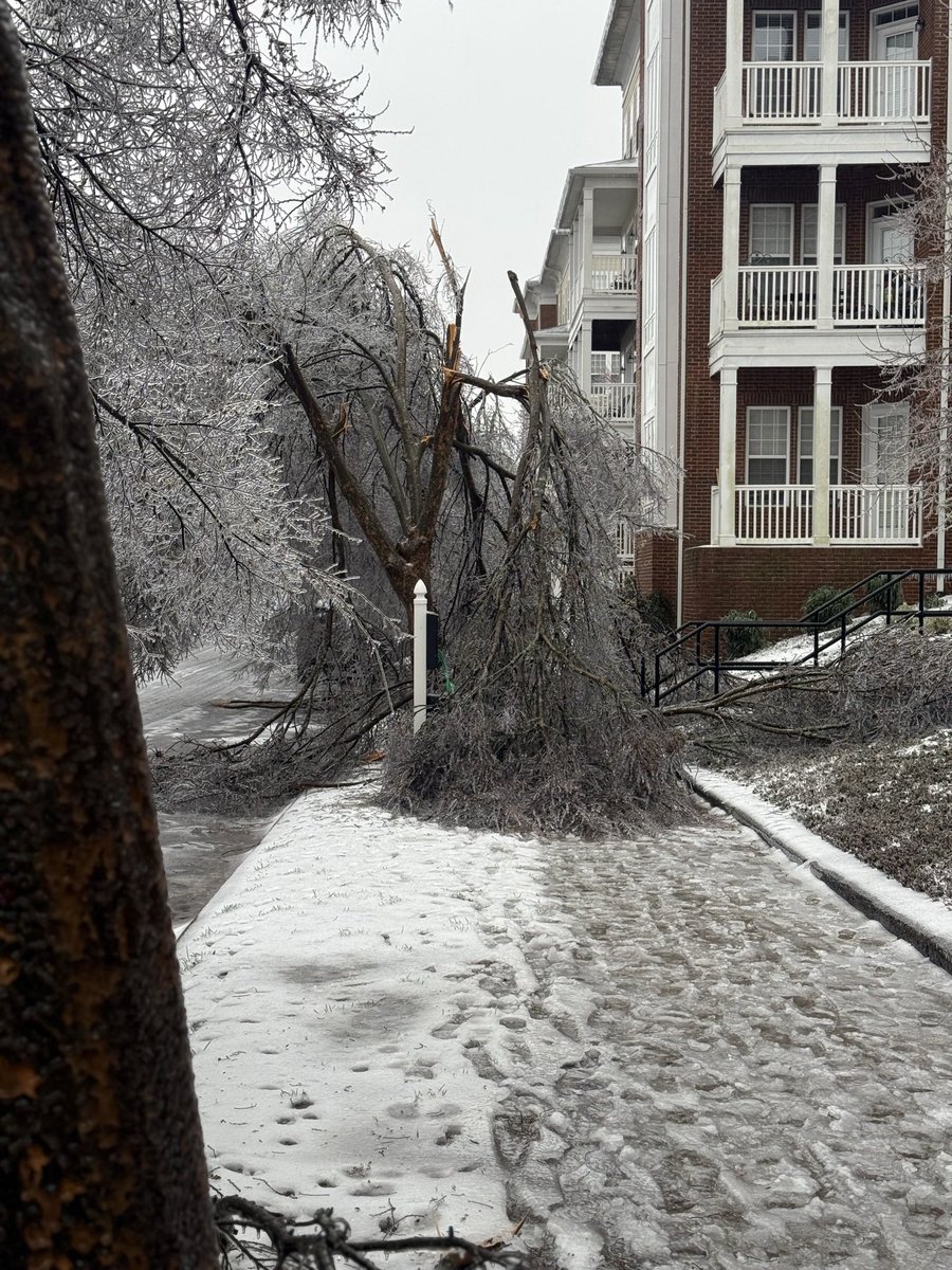 Allie LaCombe tweet media