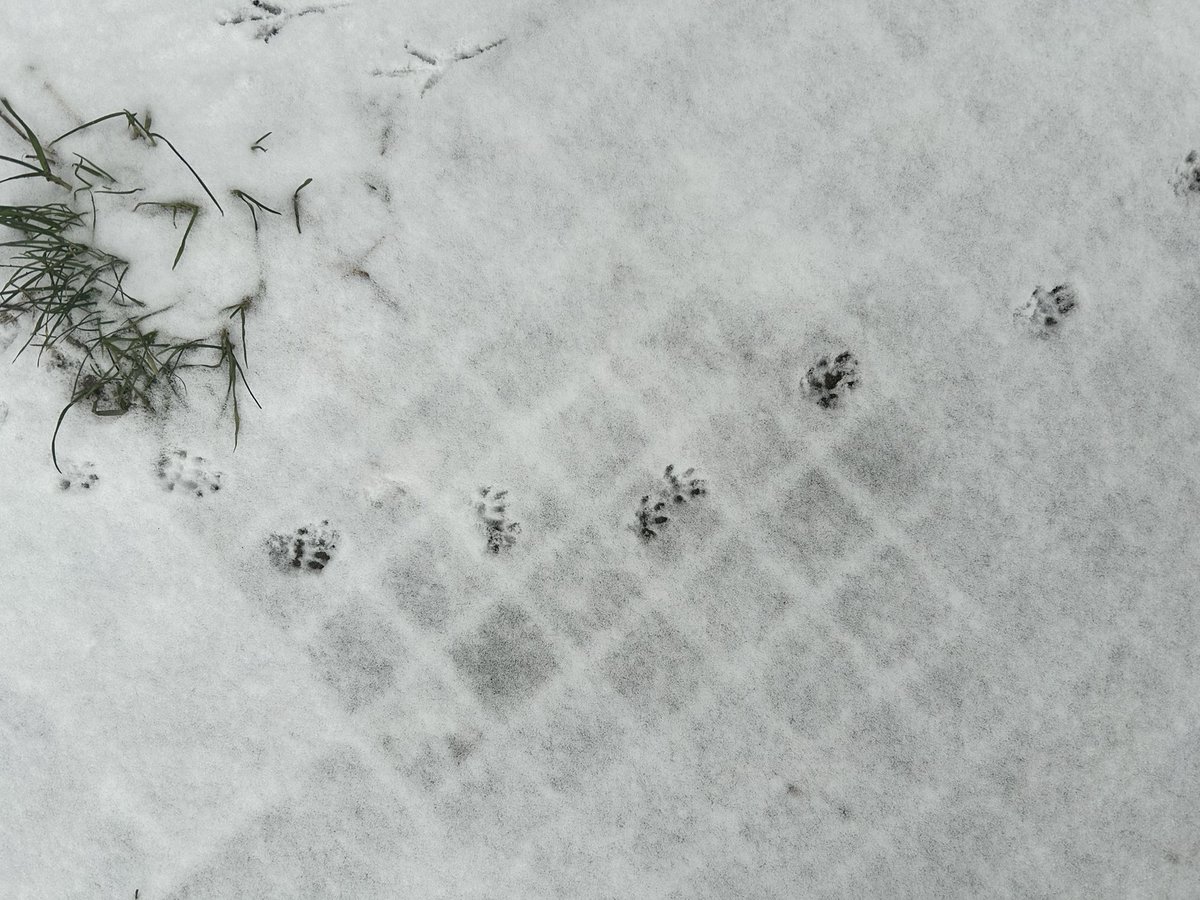 Gibt's hier Fährtensuch-Profis? 
Wer schleicht denn da durch meinen Garten? 
Marder? 
Iltis? 
irgendsowas?
Die Abdrücke sind ca. 2cm lang