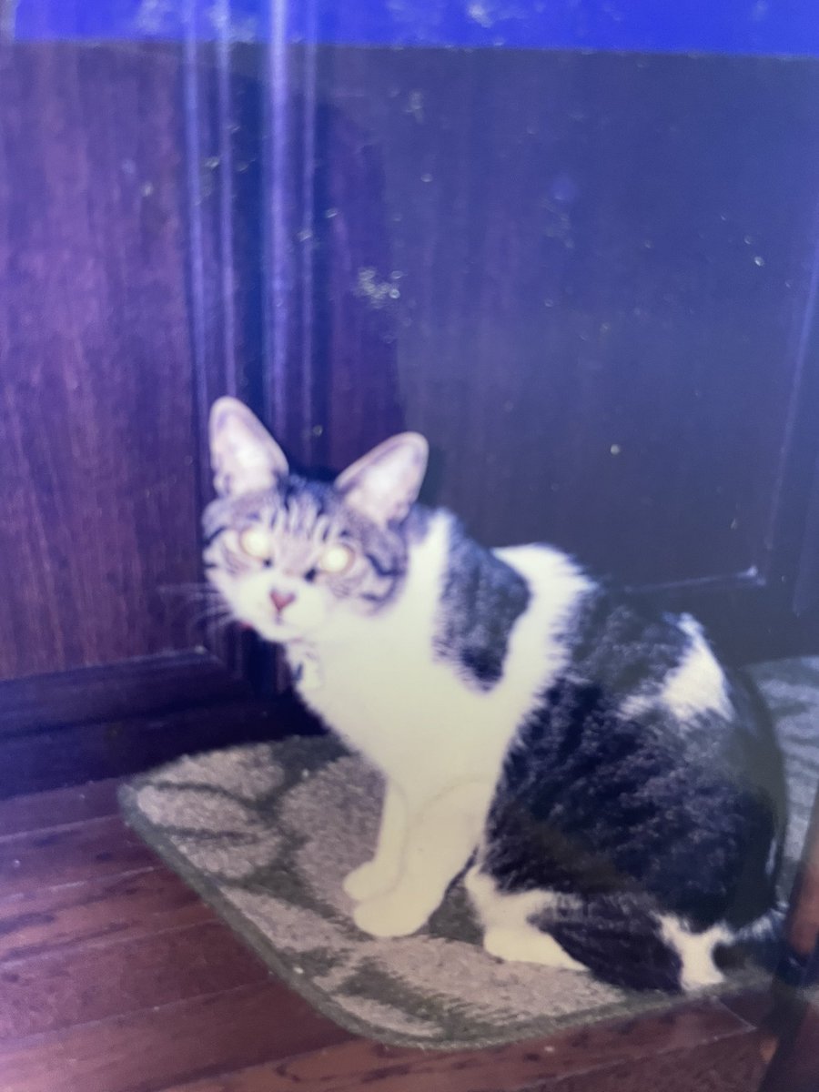 私が26の時に初めて自分で飼った🐈ちゃん。名前はゴマちゃん。頭が良く