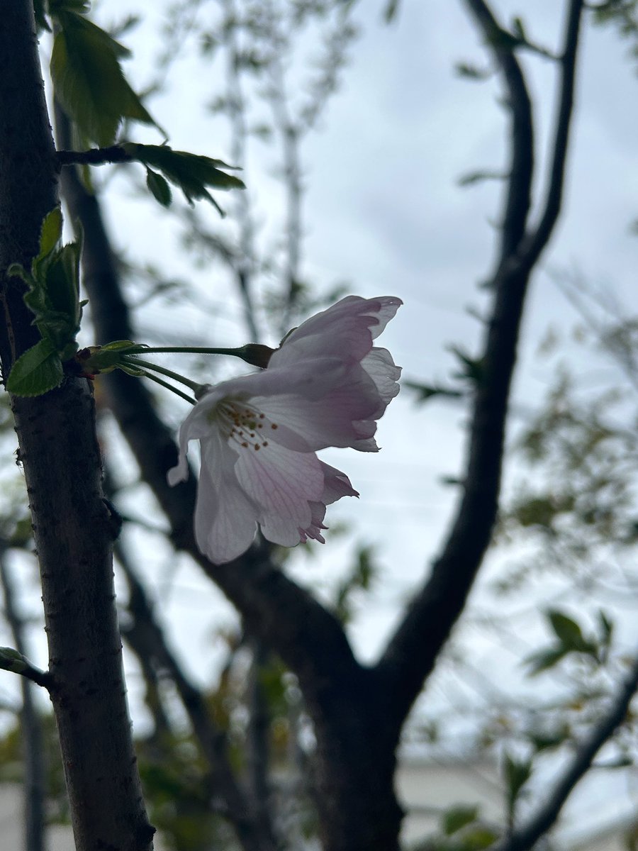 またひとつ歳を重ねました。母がいちばん寒い時期に私が生まれたと繰り返し言いますが、今日は本当に寒かった！
皆さんいつもありがとうございます❀