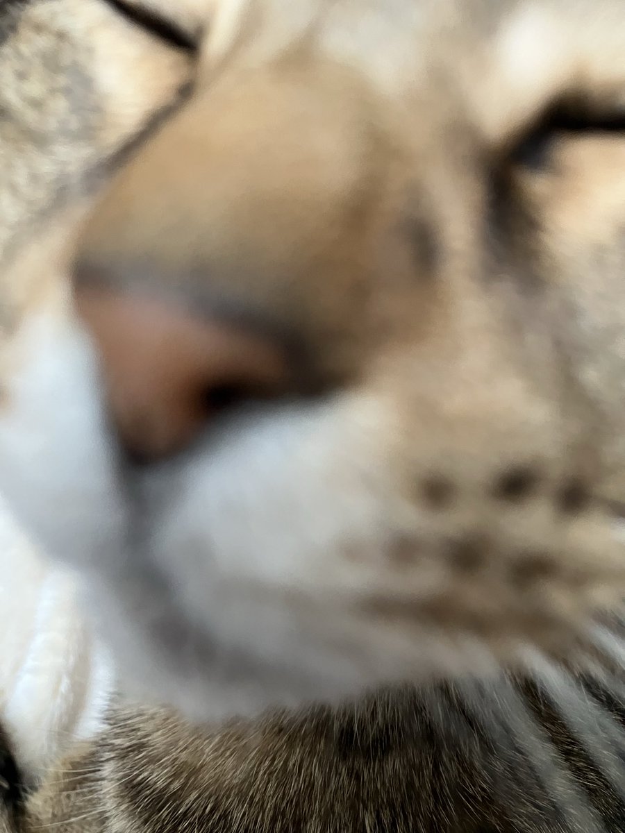 これはあくびミスガチ恋距離ﾈｺﾁｬﾝ