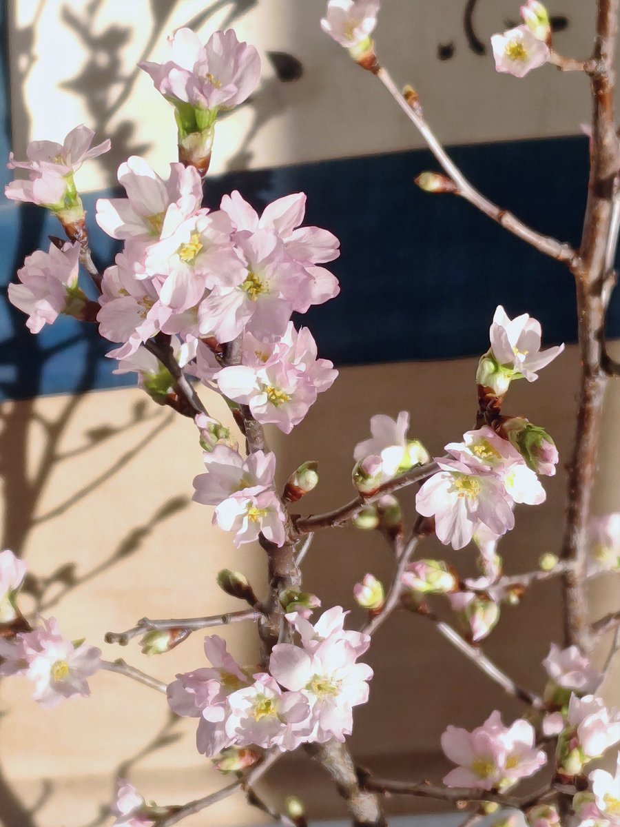 chronometer0's tweet photo. 🌸
自宅の #啓翁桜 が、開花し始めました💗
春の掛け軸をバックにして、剣山で活けてみました🌸
陽射しに当たって可憐です٩(♡ε♡ )۶

#切り枝 #生け花
#花のある暮らし https://t.co/3hN9FTj1gV
