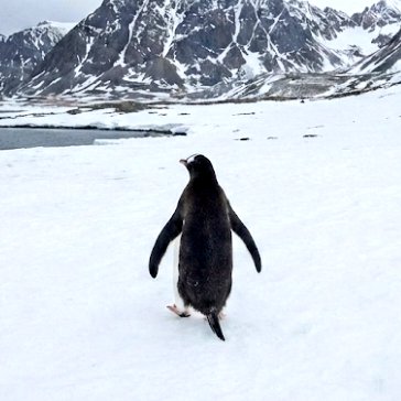UpdateWasPlain's tweet image. 🚨VIRAL: THE NIHILIST PENGUIN 🐧🏔️

A penguin walking into mountains instead of the sea is the internet's new obsession.

 A symbol of "walking away" from problems

#penguin